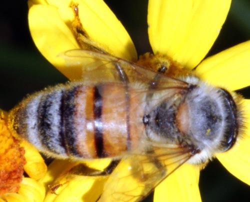 Apis mellifera